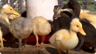 From Duckling to Duck | Farm Raised With P. Allen Smith