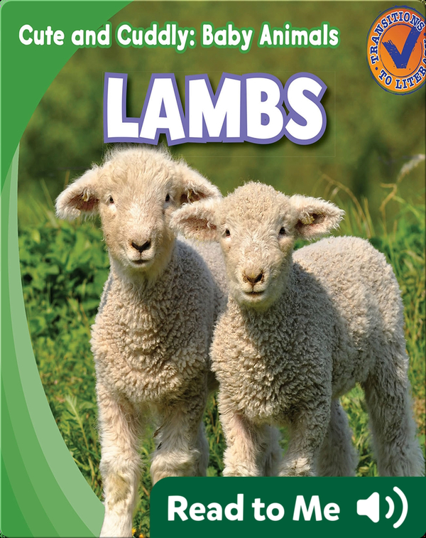 Cute and Cuddly Lambs Children's Book by Katie Kawa Discover