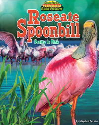 Roseate Spoonbill: Pretty in Pink
