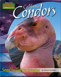 California Condors: Saved by Captive Breeding