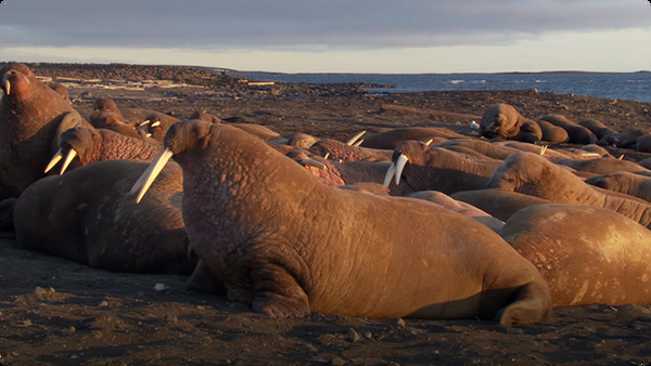 Walruses and Other Sea Animals Enjoy Plenty During Arctic Summers