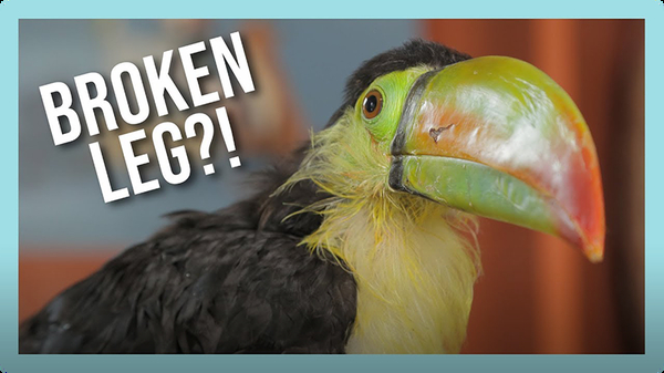 Rescued Baby Toucan Video Discover Fun And Educational Videos That Kids Love Epic Children S Books Audiobooks Videos More