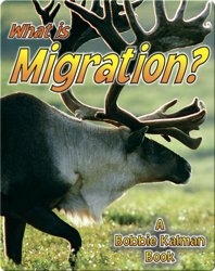 What is Migration?