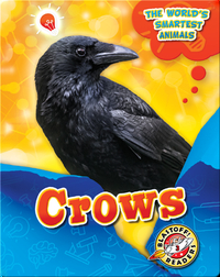 The World's Smartest Animals: Crows