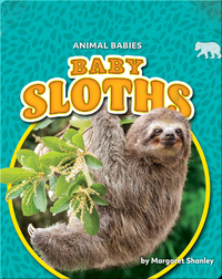 Animal Babies: Baby Sloths