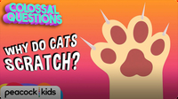 Colossal Questions: Why Do Cats Scratch?