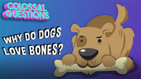 Colossal Questions: Why Do Dogs Love Bones?