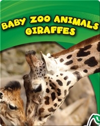 Baby Zoo Animals: Giraffes