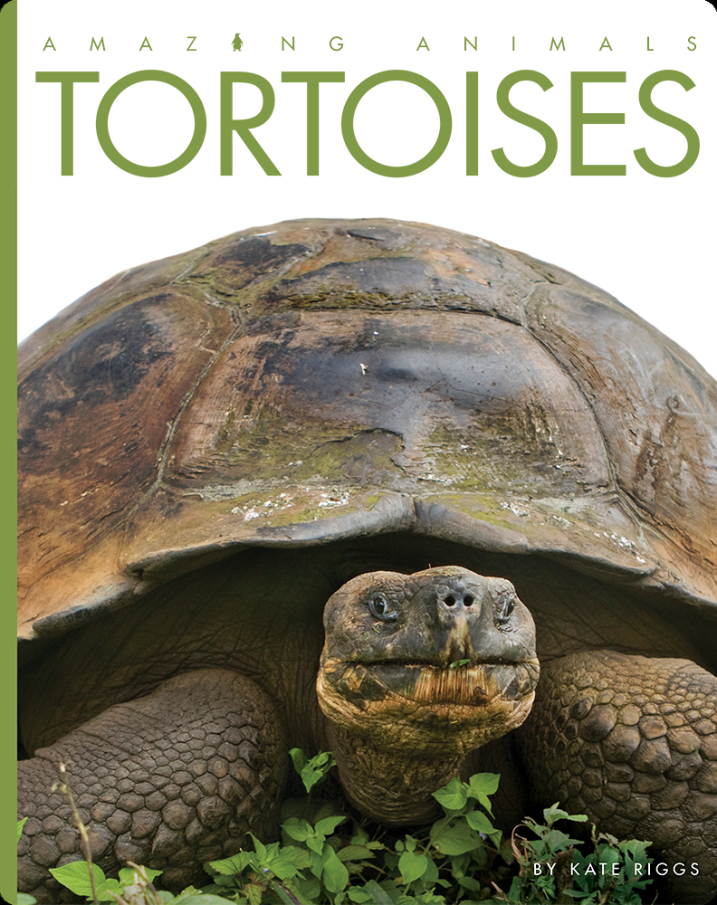 Tortoises Children's Book by Kate Riggs Discover Children's Books