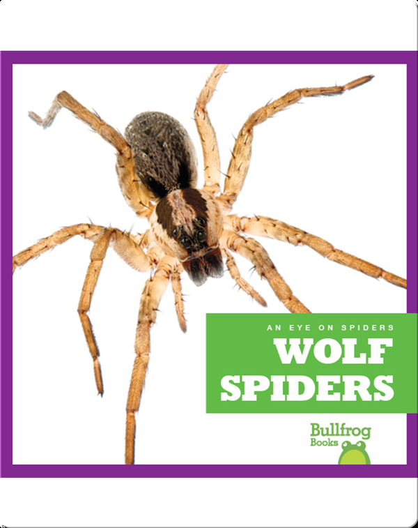 Wolf Spiders