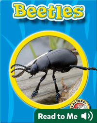 World of Insects: Beetles