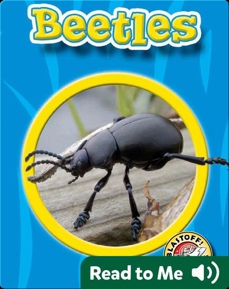 Beetles World of Insects Children's Book by Colleen Sexton Discover