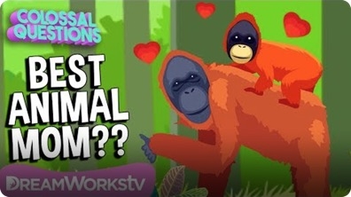 Who’s the Best Mom in the Animal Kingdom? | COLOSSAL QUESTIONS