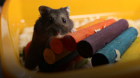 Do You Know?: Hamster Wheel and Insect Hotel