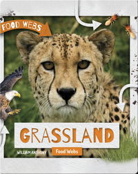 Grassland Food Webs