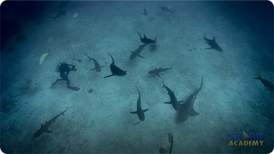 Shark Feeding Frenzies