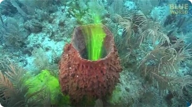 Amazing footage of sponges pumping!
