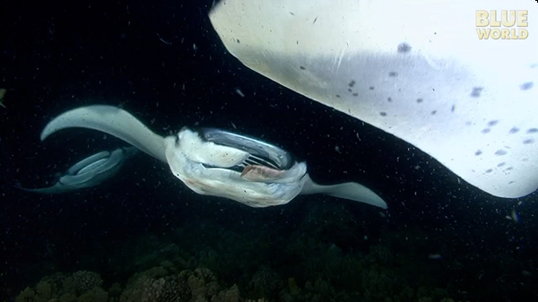 Manta rays feeding at night off the Kona Hawaii coast