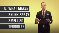 What Makes Skunk Spray Smell So Terrible?