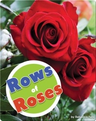 Rows Of Roses