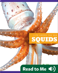 Life Under The Sea: Squids