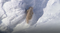 Polar Bear Cubs Out on the Arctic Ice - BBC Planet Earth