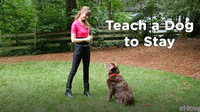 Learning the Stay Cue | Teacher's Pet With Victoria Stilwell