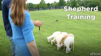 Shepherd Training at the Canine Ranch | American Dog With Victoria Stilwell