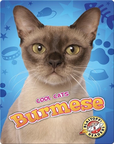 Cool Cats: Burmese