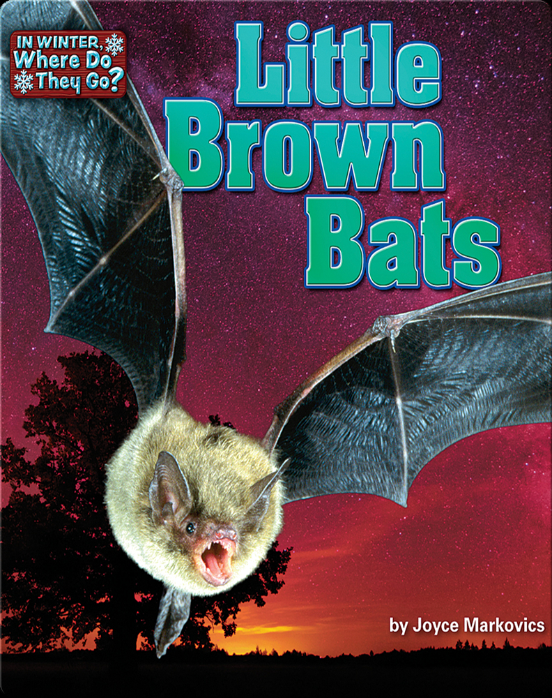 Little Brown Bats Children's Book by Joyce Markovics Discover