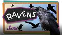 SciShow Kids: 4 Things You Didn't Know About Ravens