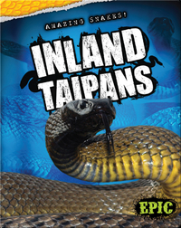 Inland Taipans