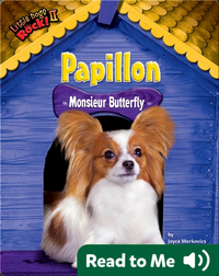 Papillon: Monsieur Butterfly