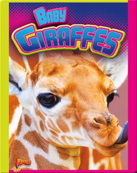Baby Giraffes