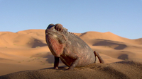 Namaqua Chameleons Warm Up in the Heat