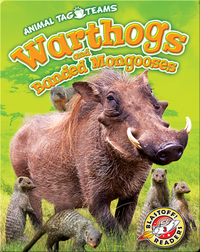 Warthogs and Banded Mongooses