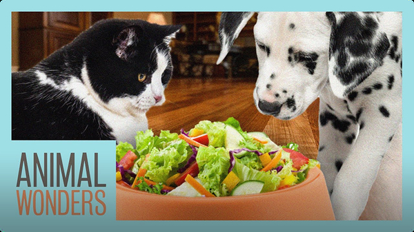 Is A Vegan Diet Bad For Dogs and Cats? Video | Discover Fun and