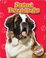 Saint Bernards: Dog Breeds