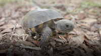Why So Many Other Animals Depend on this Specific Tortoise