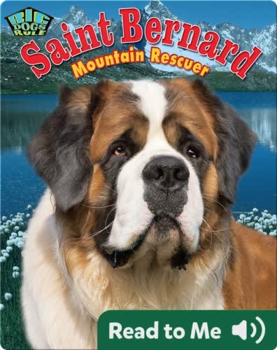 Saint Bernard: Mountain Rescuer