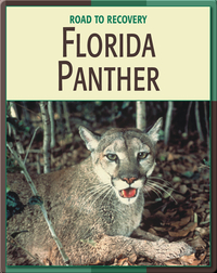 Road To Recovery: Florida Panther