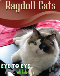 Eye To Eye With Cats: Ragdoll Cats