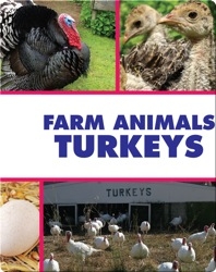 Farm Animals: Turkeys