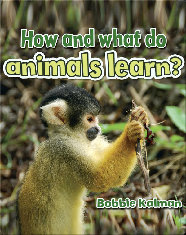How and what do animals learn?