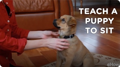 Teach a Puppy to Sit | Teacher's Pet With Victoria Stilwell