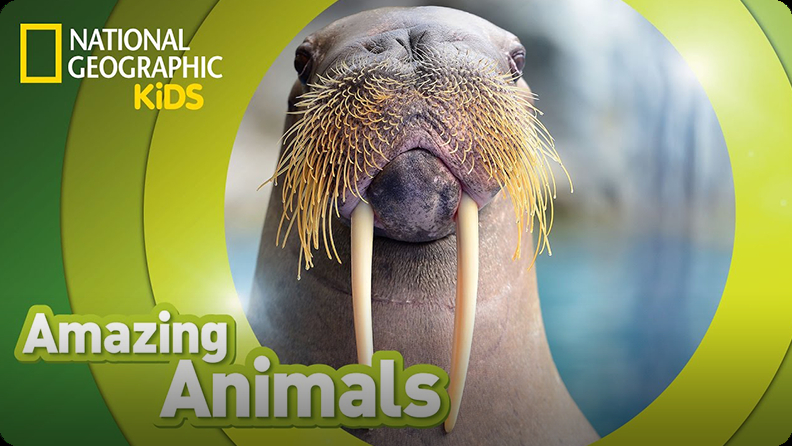 Amazing Animals Walrus Video Discover Fun And Educational Videos That Kids Love Epic Children S Books Audiobooks Videos More