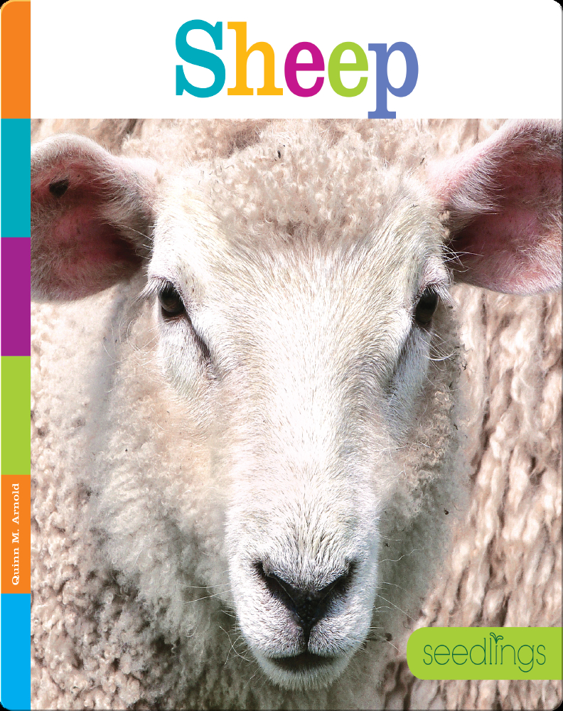 Sheep Children's Book by Quinn M Arnold, Quinn A. Arnold Discover