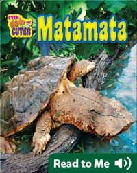Matamata