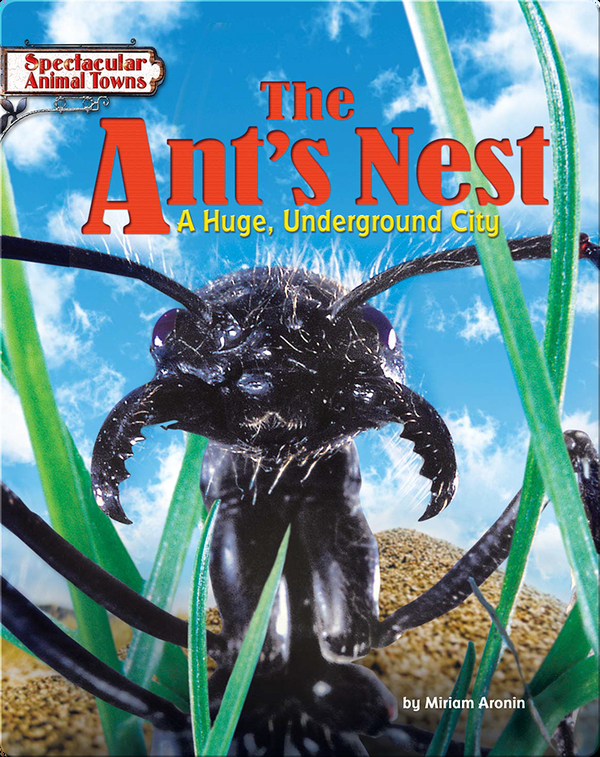 The Ant's Nest: A Huge, Underground City