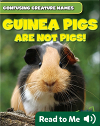 Guinea Pigs Are Not Pigs!